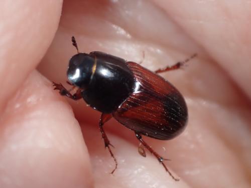 Réf. 278 539 : Biralus sp.